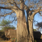 Baobab træ ved luksusteltene
