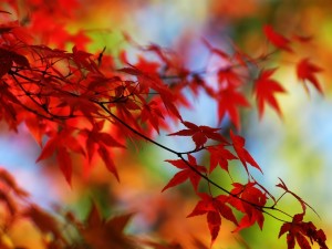 red autumn2
